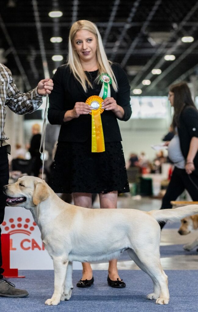 Molly's Treasure Labrador Kennel kapcsolat